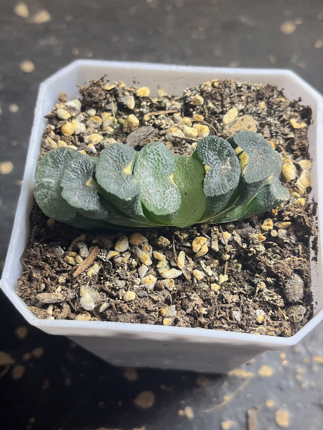 haworthia truncata variegated.