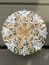 Load image into Gallery viewer, Astrophytum asterias 'Super Kabuto (big)
