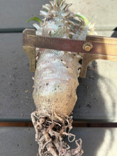 Load image into Gallery viewer, Pachypodium Brevicaule
