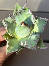 Load image into Gallery viewer, Agave titanota 'White Whale'
