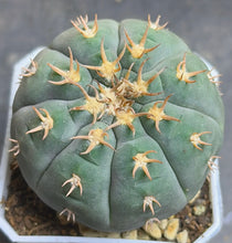 Load image into Gallery viewer, GYMNOCALYCIUM spegazzinii v.unguispinum
