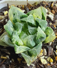 Load image into Gallery viewer, Haworthia variegated 65
