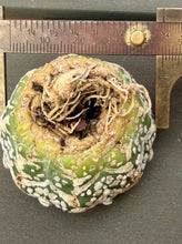 Load image into Gallery viewer, Astrophytum asterias 'Super Kabuto V-Type

