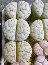 Load image into Gallery viewer, C374（Lithops gracilidelineata 'C374'）
