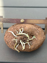 Load image into Gallery viewer, Stsephania erecta
