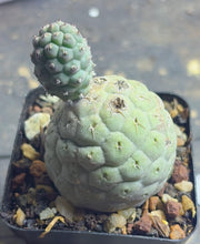 Load image into Gallery viewer, Tephrocactus geometricus
