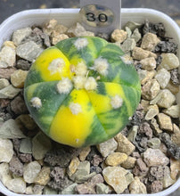 Load image into Gallery viewer, Astrophytum asterias Variegated
