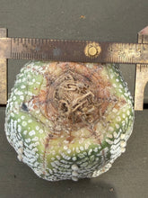 Load image into Gallery viewer, Astrophytum asterias 'Super Kabuto (big)
