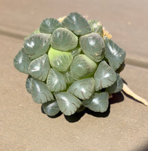 Load image into Gallery viewer, Haworthia
