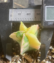 Load image into Gallery viewer, Astrophytum myriostigma variegated
