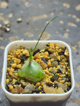 Load image into Gallery viewer, Ornithogalum tortuosum
