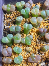 Load image into Gallery viewer, Conophytum Friedrichiae （each）
