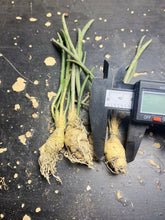 Load image into Gallery viewer, Astrophytum caput-medusae
