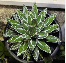 Load image into Gallery viewer, Agave Victoriae-Reginae（each)
