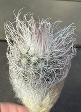 Load image into Gallery viewer, Echinocereus albispinus
