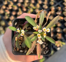 Load image into Gallery viewer, Euphorbia itremensis
