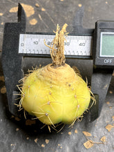 Load image into Gallery viewer, Gymnocalycium denudarum variegated
