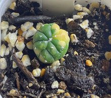 Load image into Gallery viewer, Astrophytum asterias Variegated
