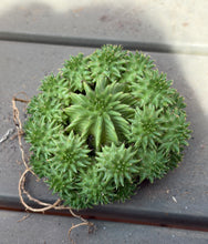 Load image into Gallery viewer, Euphorbia susannae
