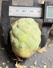 Load image into Gallery viewer, Tephrocactus geometricus
