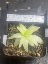 Load image into Gallery viewer, Haworthia cymbiformis fvariegata

