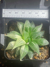Load image into Gallery viewer, Haworthia Variegated
