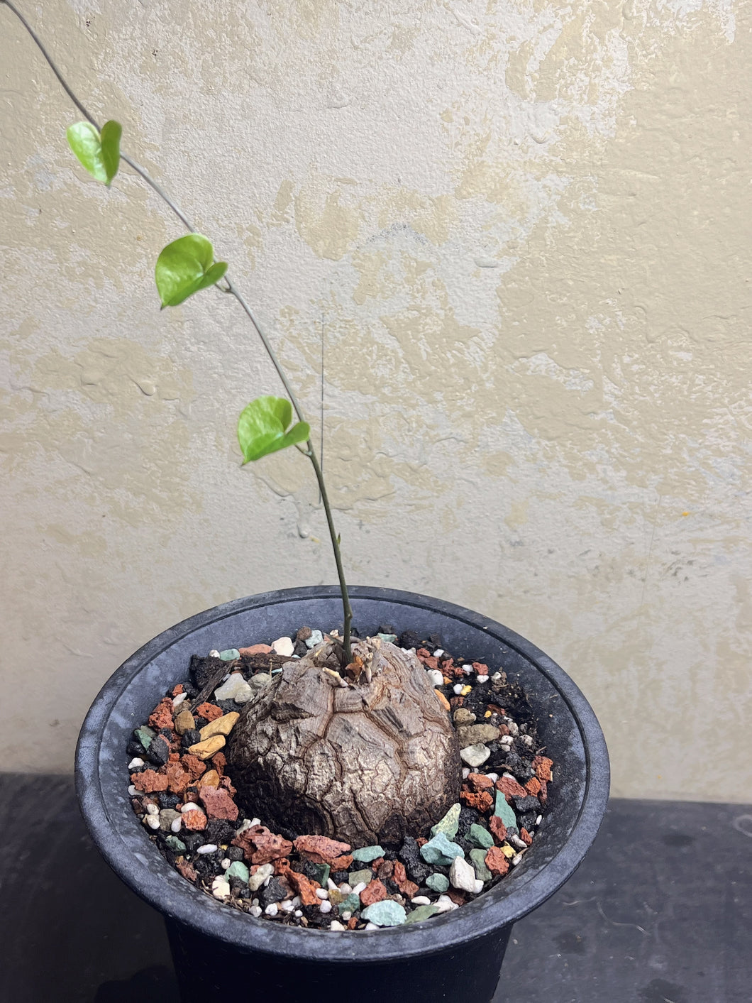 Dioscorea elephantipes