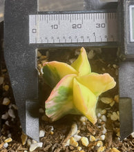 Load image into Gallery viewer, Astrophytum myriostigma variegated
