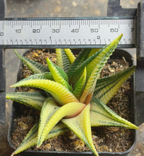Load image into Gallery viewer, Haworthia limifolia f.variegata
