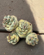 Load image into Gallery viewer, Monadenium ritchiei Variegated（white)
