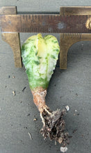 Load image into Gallery viewer, Astrophytum myriostigma variegated
