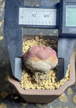 Load image into Gallery viewer, CORYPHANTHA ELEPHANTIDENS CV. INERMIS “Purple”
