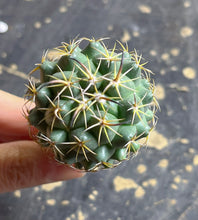 Load image into Gallery viewer, Coryphantha tripugionacantha
