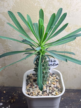 Load image into Gallery viewer, Euphorbia clandestina
