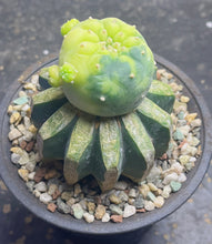 Load image into Gallery viewer, Lophophora Fricii Variegated
