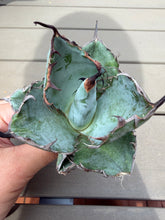Load image into Gallery viewer, Agave titanota ‘Blue Ball’
