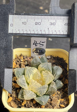 Load image into Gallery viewer, Haworthia variegated
