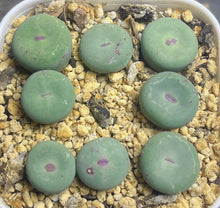 Load image into Gallery viewer, Conophytum pageae （each）
