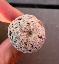 Load image into Gallery viewer, Mammillaria pectinifera
