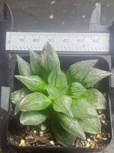 Load image into Gallery viewer, Haworthia magnifica v.atrofusca
