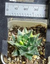 Load image into Gallery viewer, Obregonia denegrii variegated
