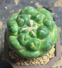 Load image into Gallery viewer, CORYPHANTHA ELEPHANTIDENS CV. INERMIS
