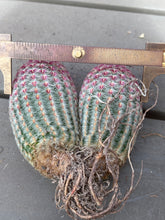 Load image into Gallery viewer, Echinocereus rigidissimus var.
