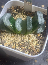 Load image into Gallery viewer, haworthia truncata variegated.
