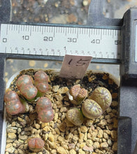 Load image into Gallery viewer, Conophytum pellucidum
