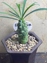 Load image into Gallery viewer, Euphorbia Clava
