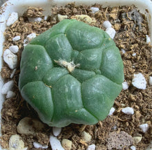 Load image into Gallery viewer, Astrophytum asterias cv. Kikko
