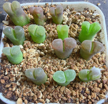 Load image into Gallery viewer, Conophytum friedrichiae, Mixed Color Form
