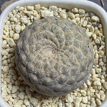 Load image into Gallery viewer, Euphorbia piscidermis
