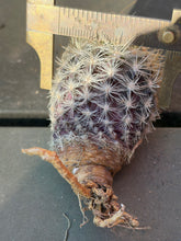 Load image into Gallery viewer, Eriosyce senilis
